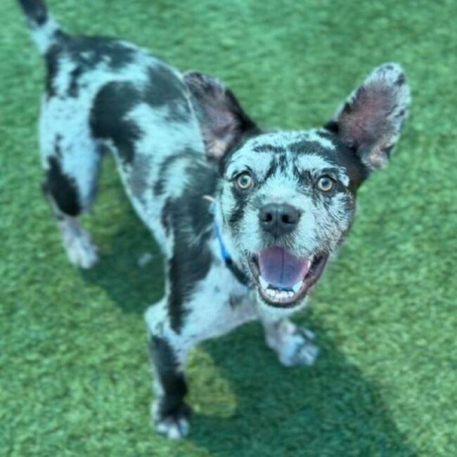 Enlarge Oliver, a Adoptable mixed breed in Logan, UT image 2/5