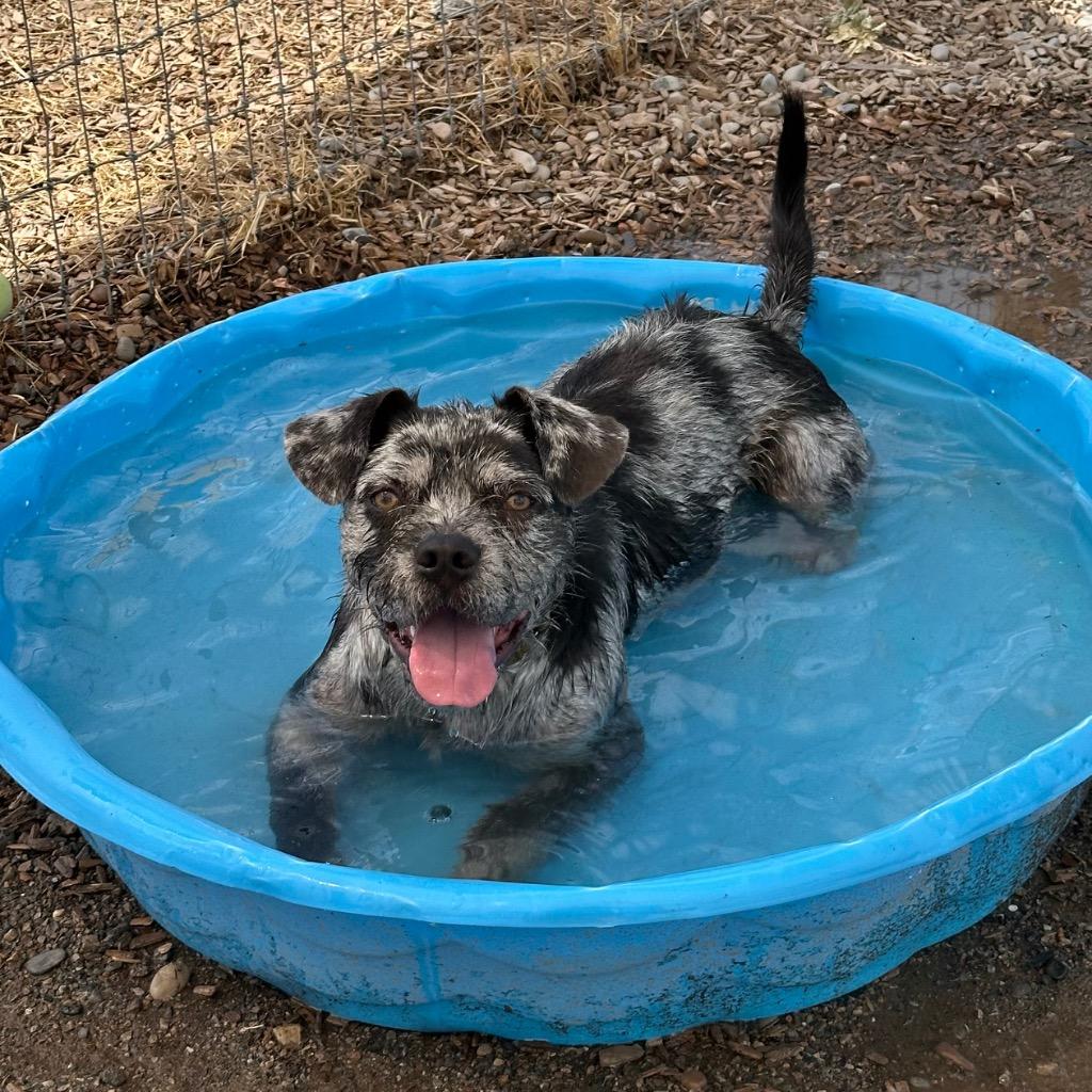 Enlarge Oliver, a Adoptable mixed breed in Logan, UT image 3/5