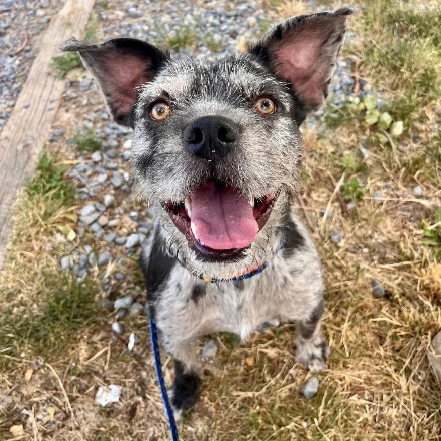 Enlarge Oliver, a Adoptable mixed breed in Logan, UT image 4/5