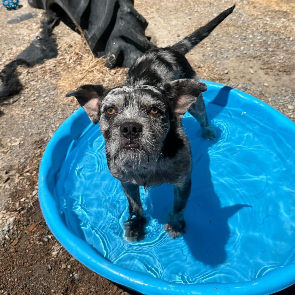 Enlarge Oliver, a Adoptable mixed breed in Logan, UT image 5/5