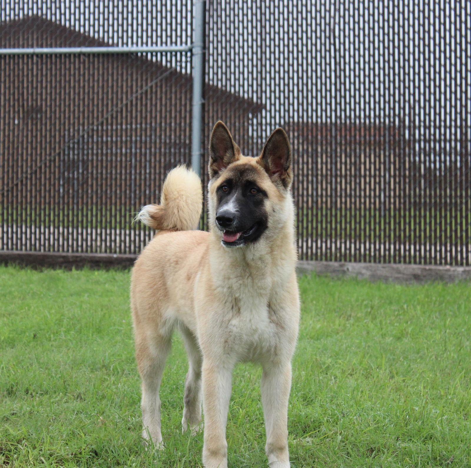 Enlarge Kylie, a Adoptable Akita in Klondike, TX image 1/3