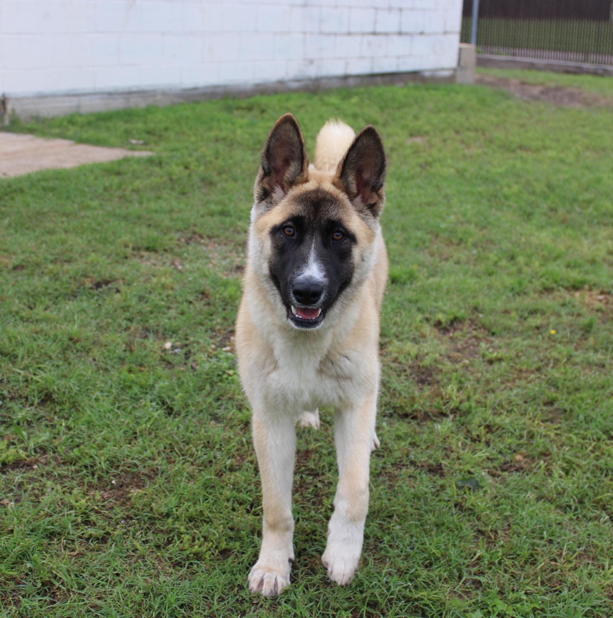 Enlarge Kylie, a Adoptable Akita in Klondike, TX image 2/5