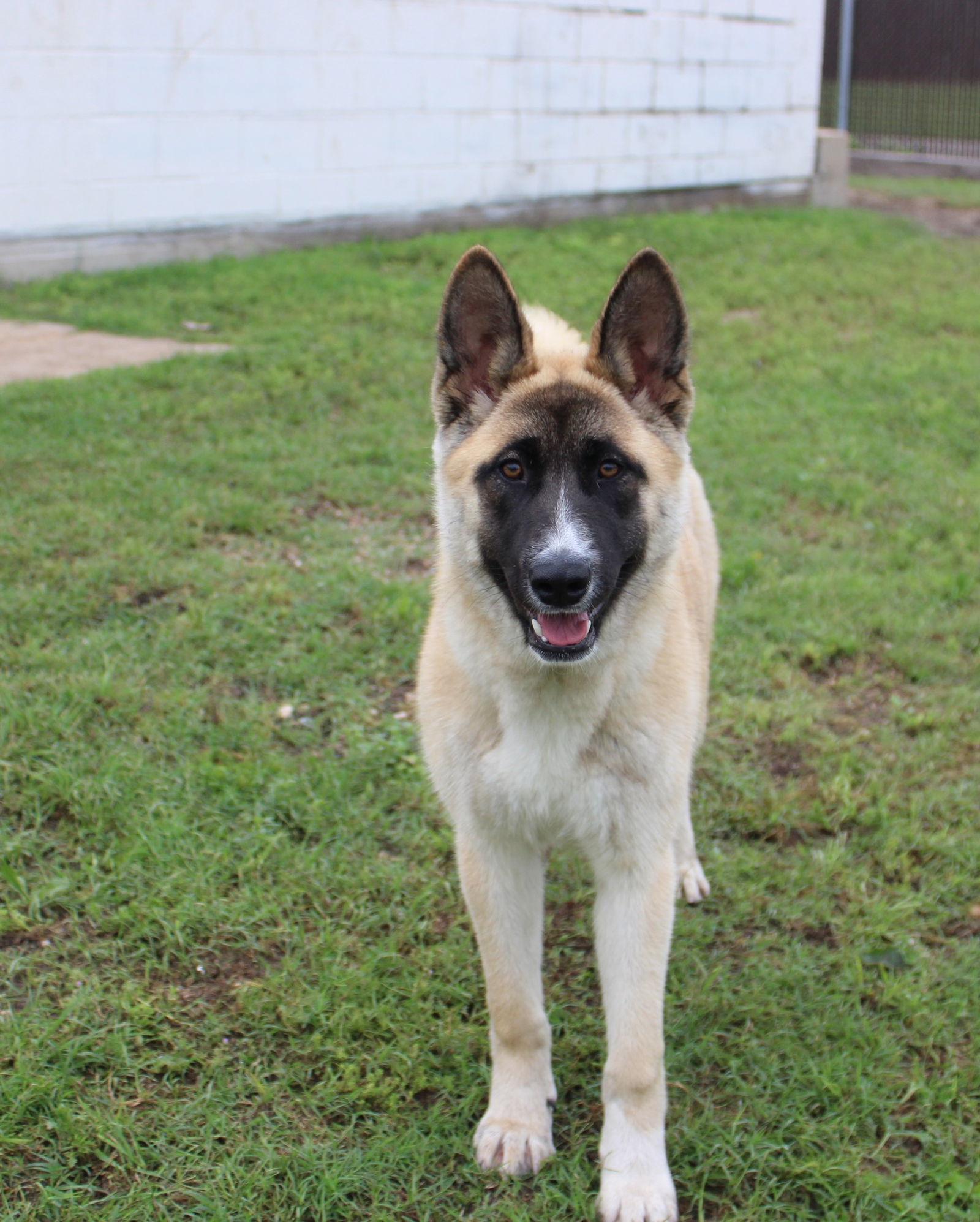 Enlarge Kylie, a Adoptable Akita in Klondike, TX image 2/3