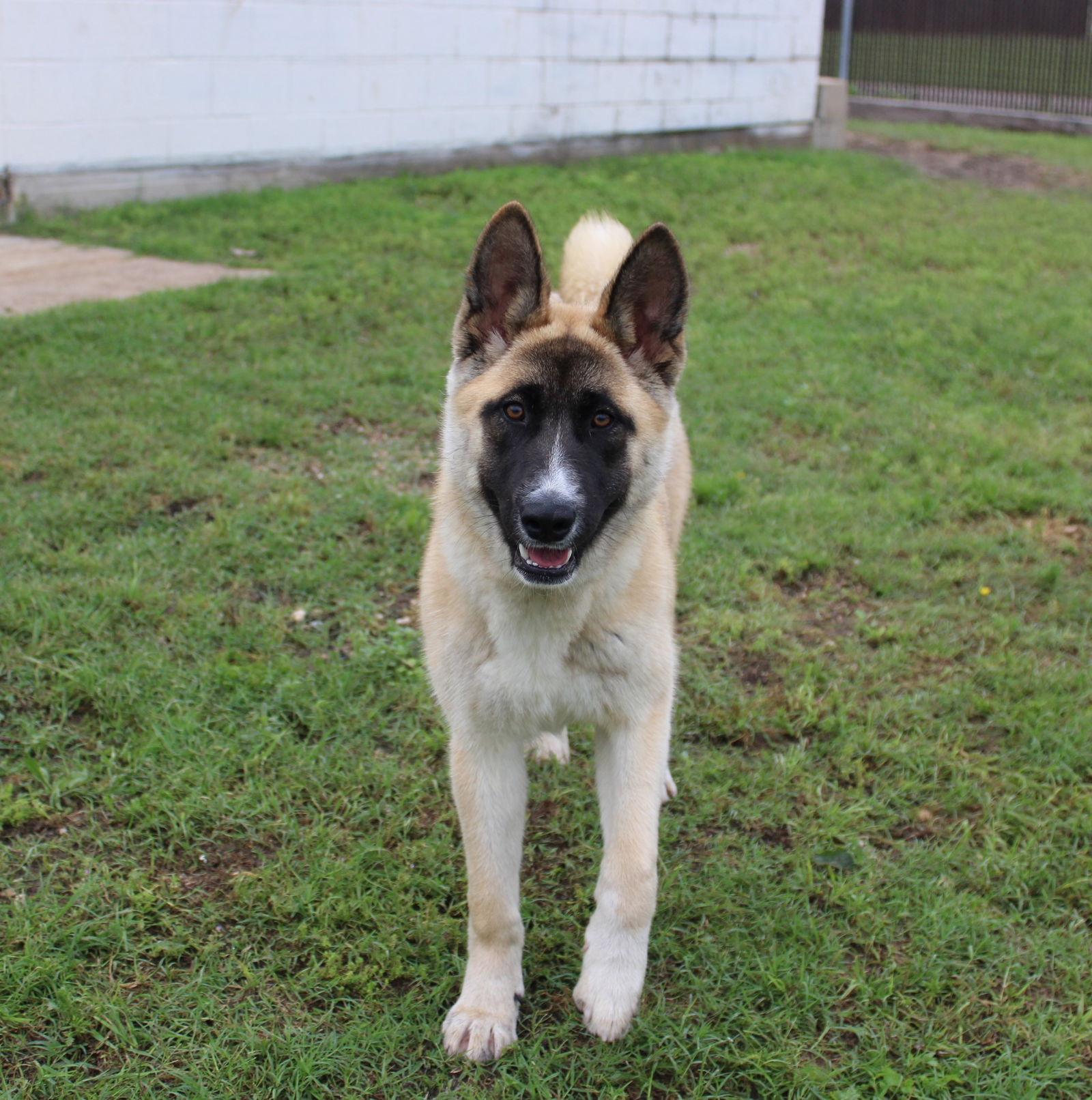 Enlarge Kylie, a Adoptable Akita in Klondike, TX image 3/3