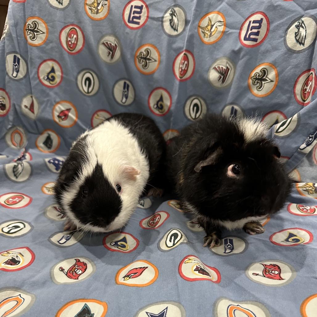 Pickles bonded to Chip, Adoptable, Young Male Guinea Pig.