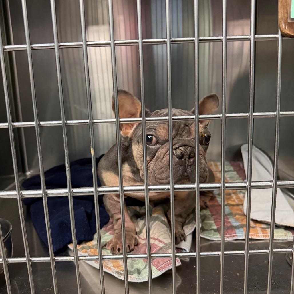 Kip, Adoptable, Adult Male French Bulldog & Mixed Breed.