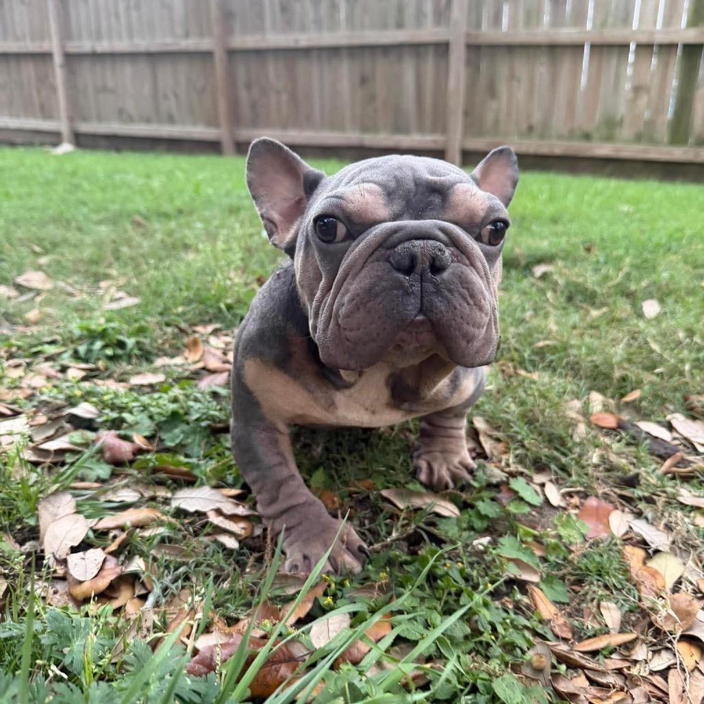 Kip, a Adoptable mixed breed in Pearland, TX image 2/6