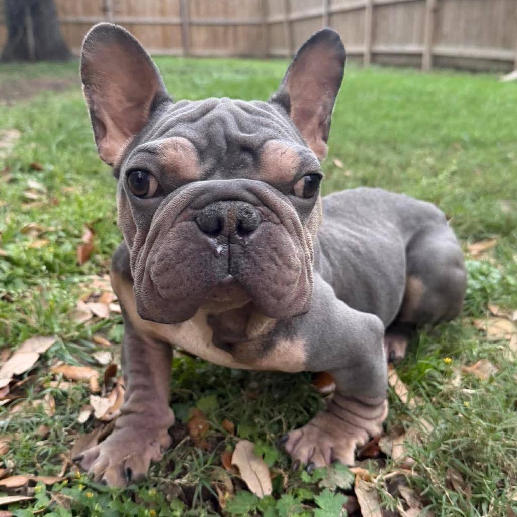 Kip, a Adoptable mixed breed in Pearland, TX image 3/6