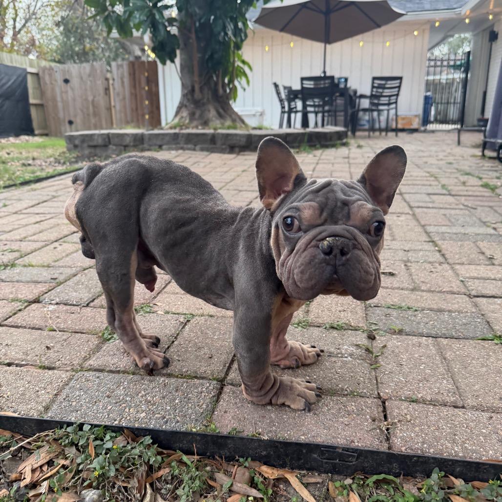 Kip, a Adoptable mixed breed in Pearland, TX image 4/6