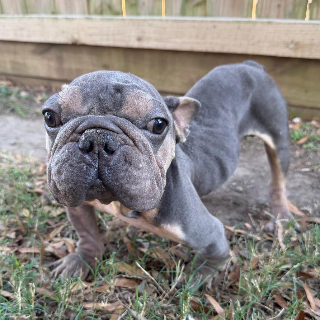 Kip, a Adoptable mixed breed in Pearland, TX image 5/6