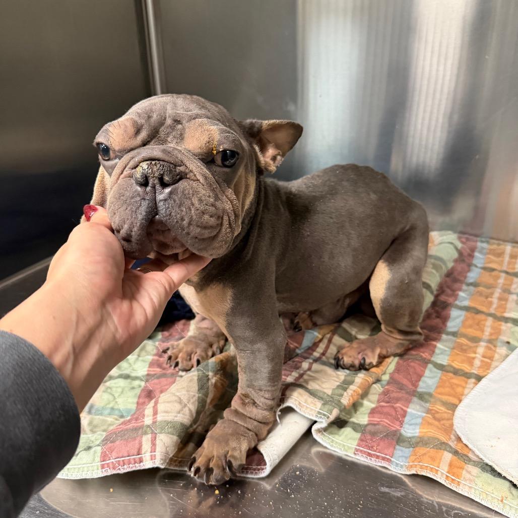 Kip, a Adoptable mixed breed in Pearland, TX image 6/6