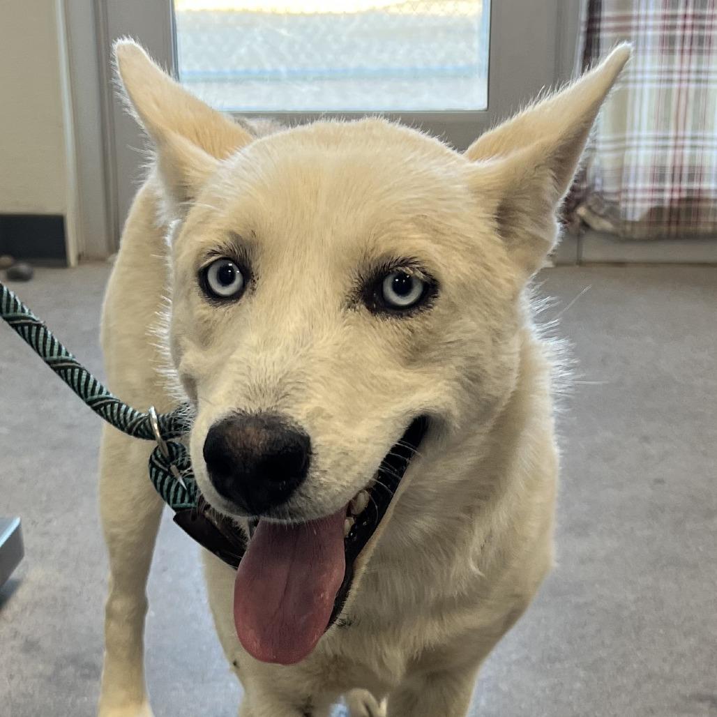 Enlarge Penny, a Adoptable Mixed Breed in Las Cruces, NM image 1/2