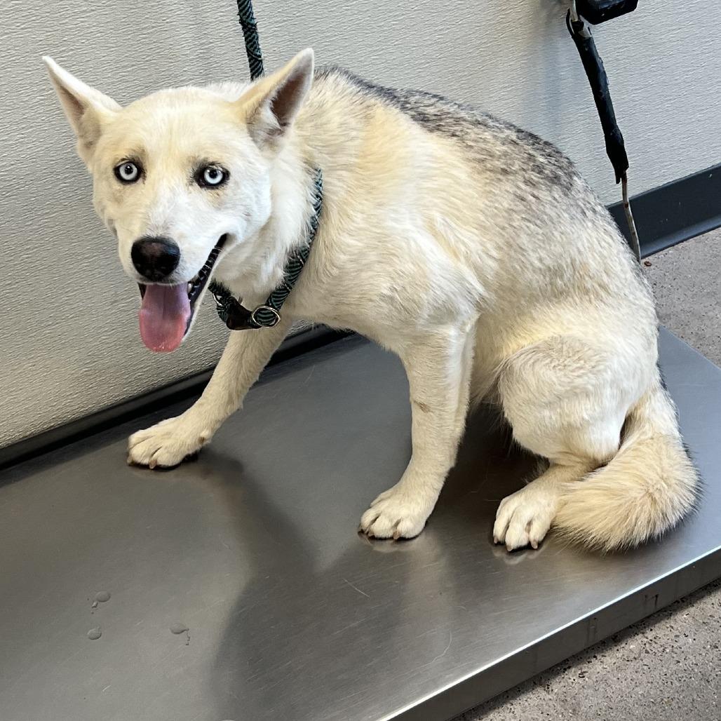 Enlarge Penny, a Adoptable Mixed Breed in Las Cruces, NM image 2/2