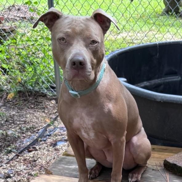 Enlarge Sadie, a Adoptable Pit Bull Terrier in PENSACOLA, FL image 2/4