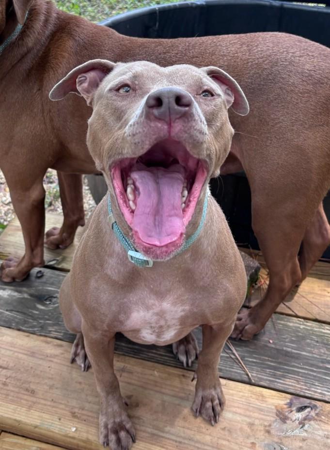 Sadie, Adoptable, Young Female Pit Bull Terrier.