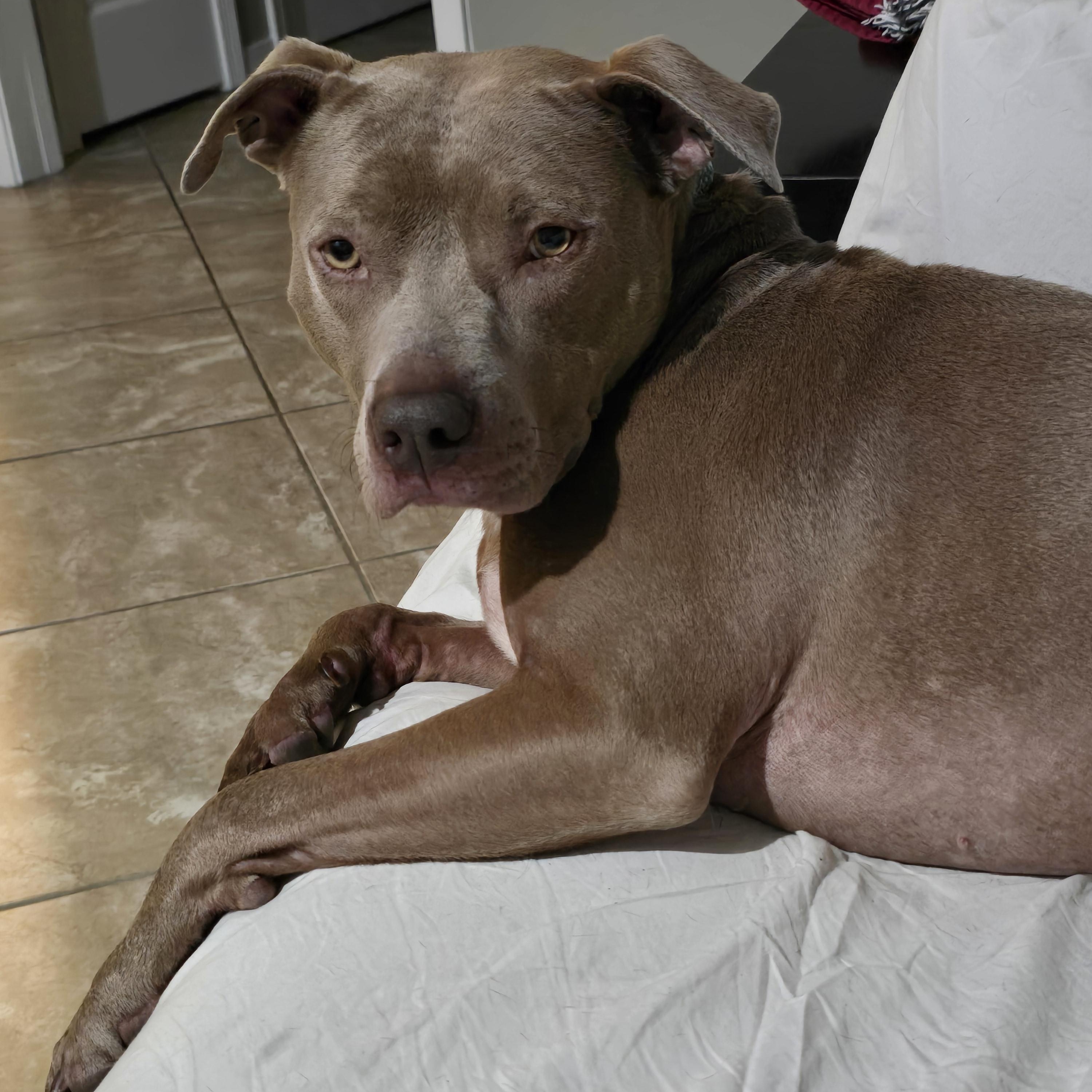 Enlarge Sadie, a Adoptable Pit Bull Terrier in PENSACOLA, FL image 3/4