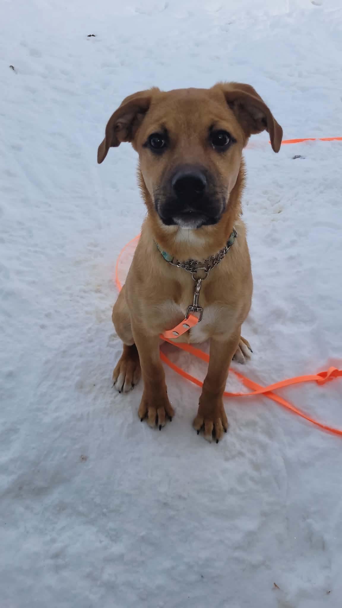 Enlarge Tinsel (now Audrey), a Adopted mixed breed in Hawkestone, ON image 2/3