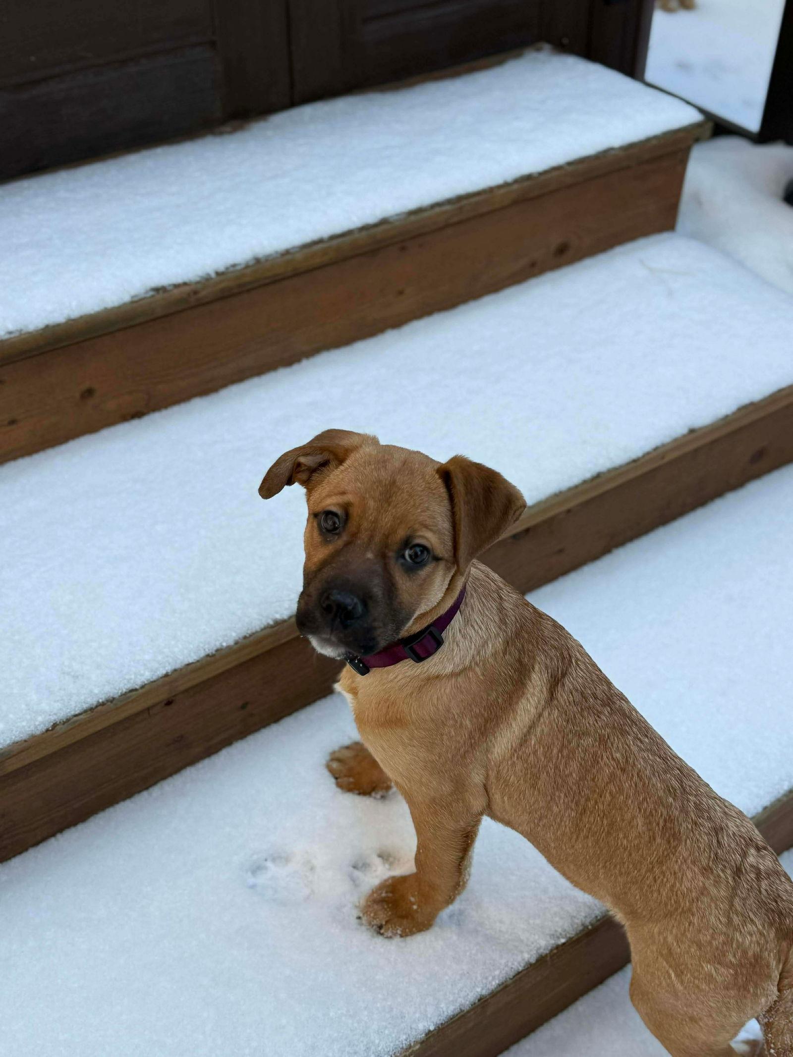 Enlarge Tinsel (now Audrey), a Adopted mixed breed in Hawkestone, ON image 3/3