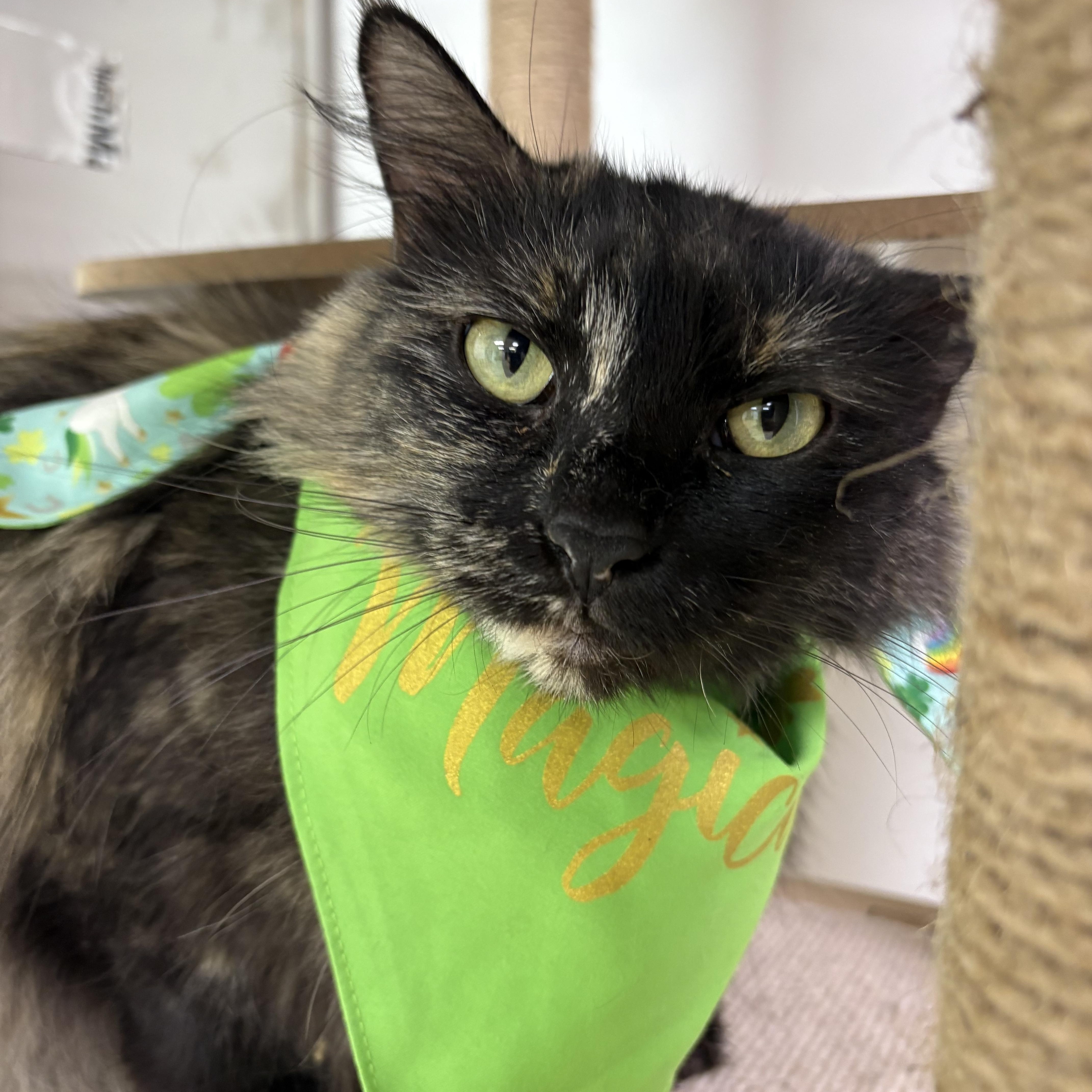Enlarge Juliet, a ADOPTABLE Domestic Medium Hair in Blue Springs, MO image 1/3