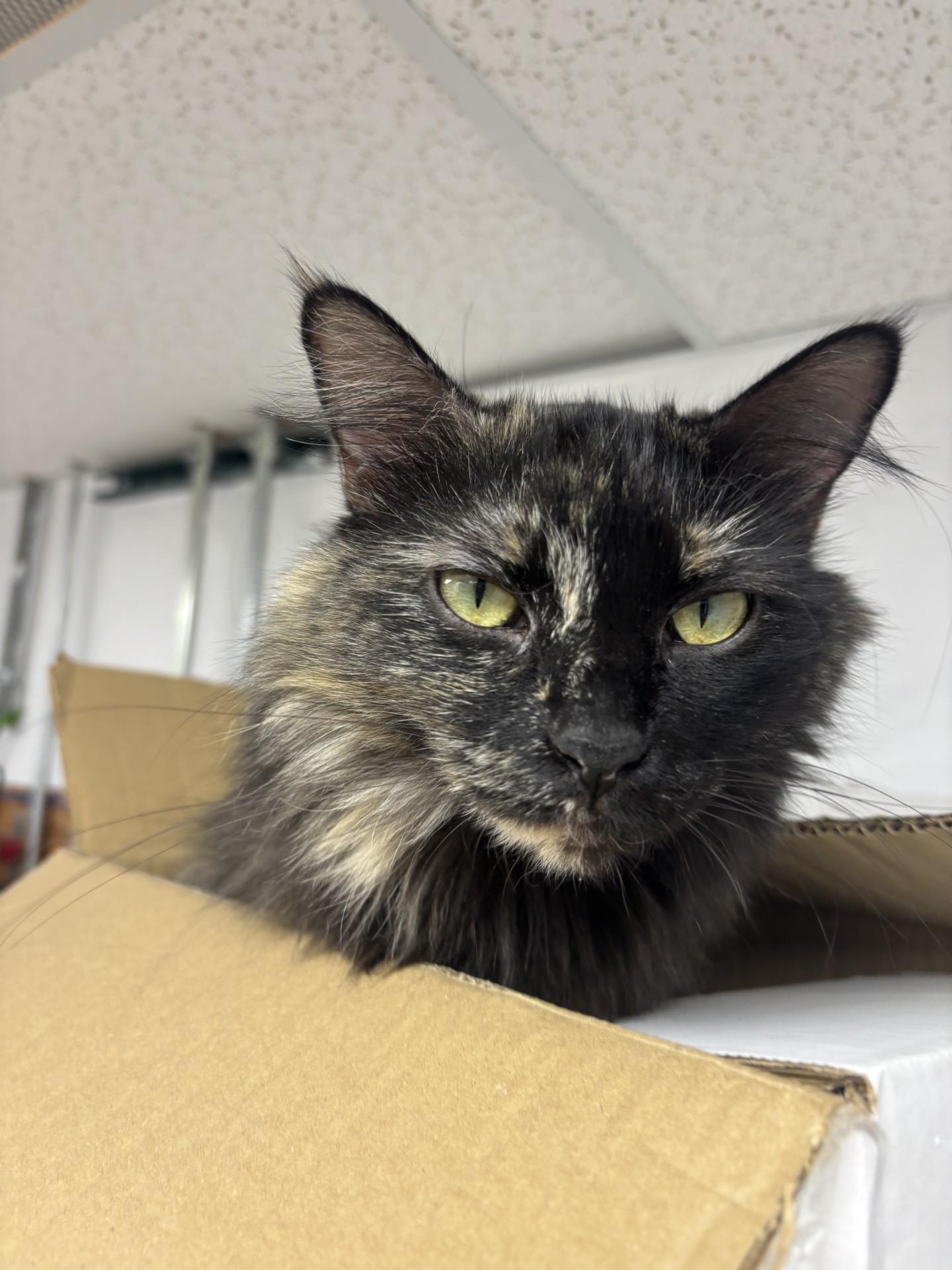 Juliet, a ADOPTABLE Domestic Medium Hair in Blue Springs, MO image 2/2