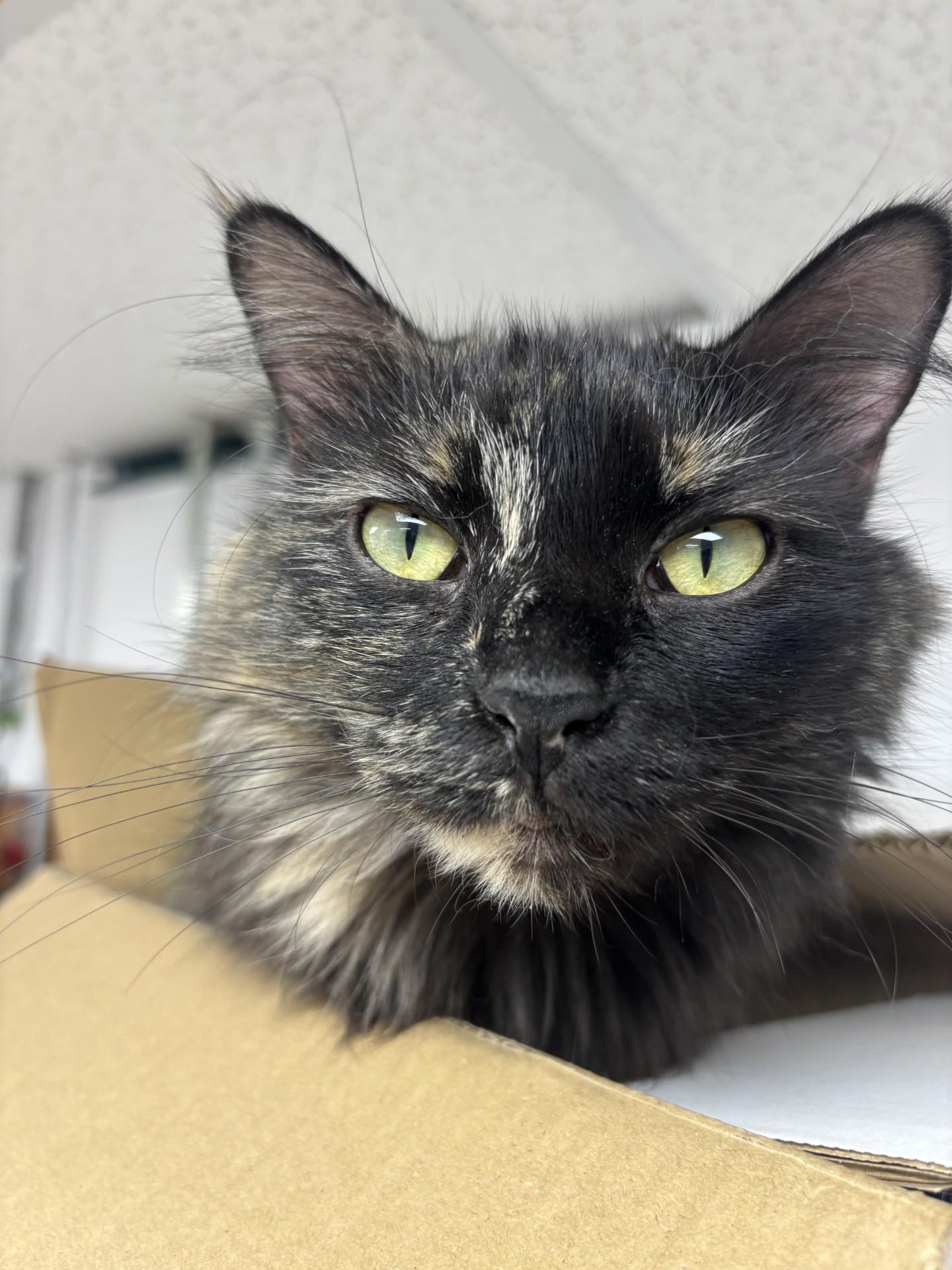 Juliet, ADOPTABLE, Adult Female Domestic Medium Hair.