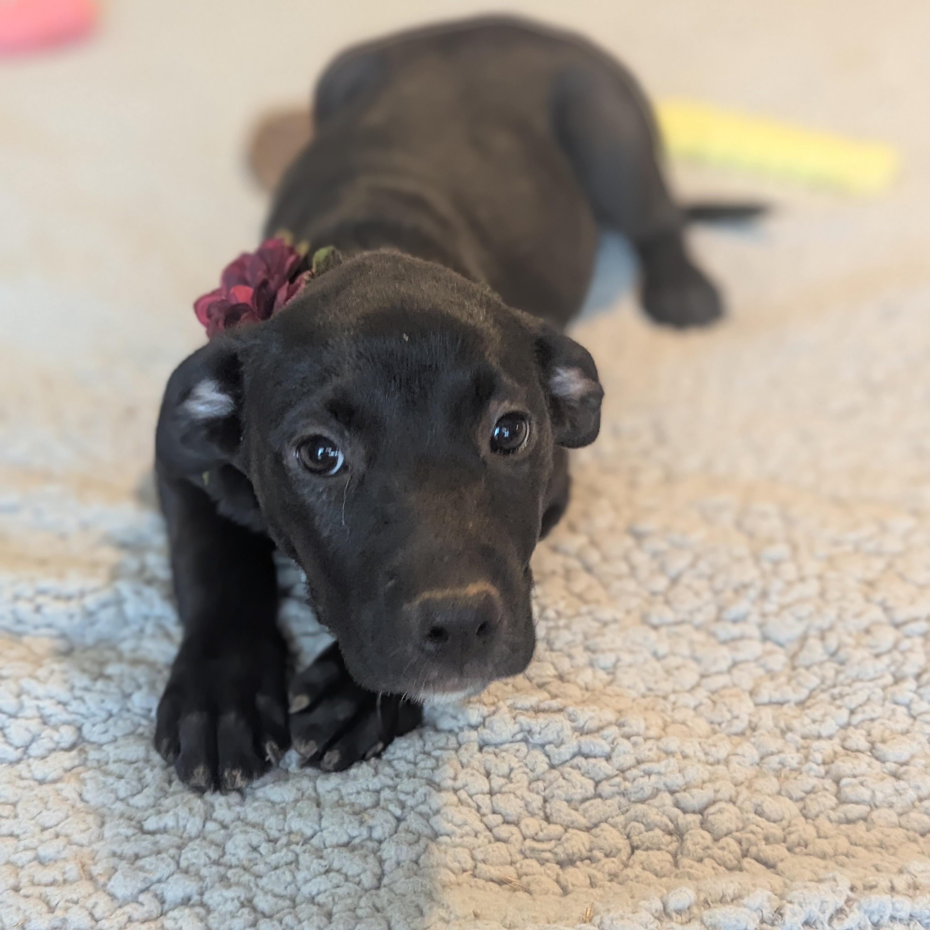 Cartello In Acciaio 'American Pit Bull Lives Here' – Resistente Per Esterni/Interni, Adesivo O Fissabile