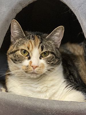 Tiffany, an adopted Calico Mix in South Kingstown, RI_image-1