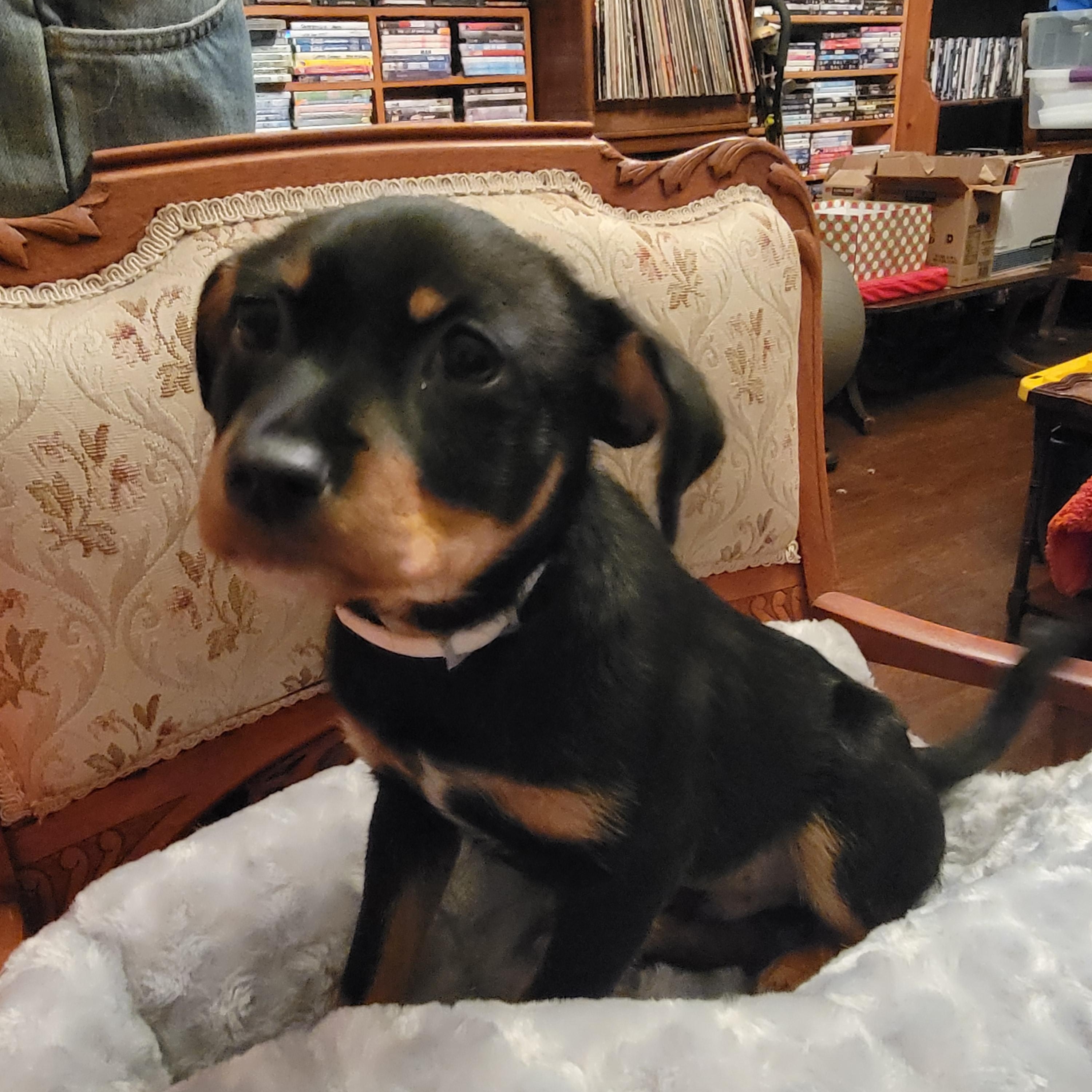 Enlarge Burrito, a ADOPTABLE mixed breed in Arcadia, CA image 4/6