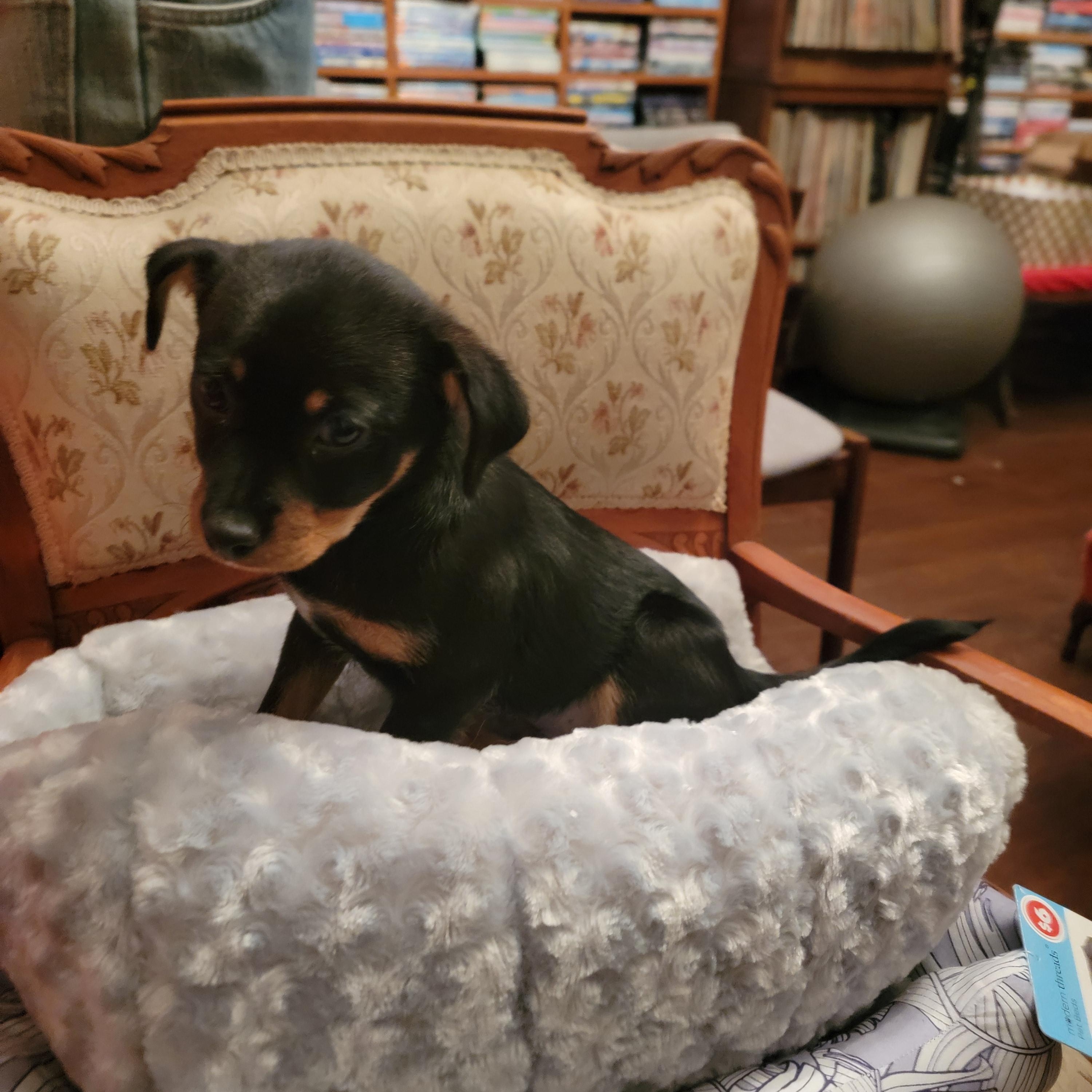 Enlarge Burrito, a ADOPTABLE mixed breed in Arcadia, CA image 5/6