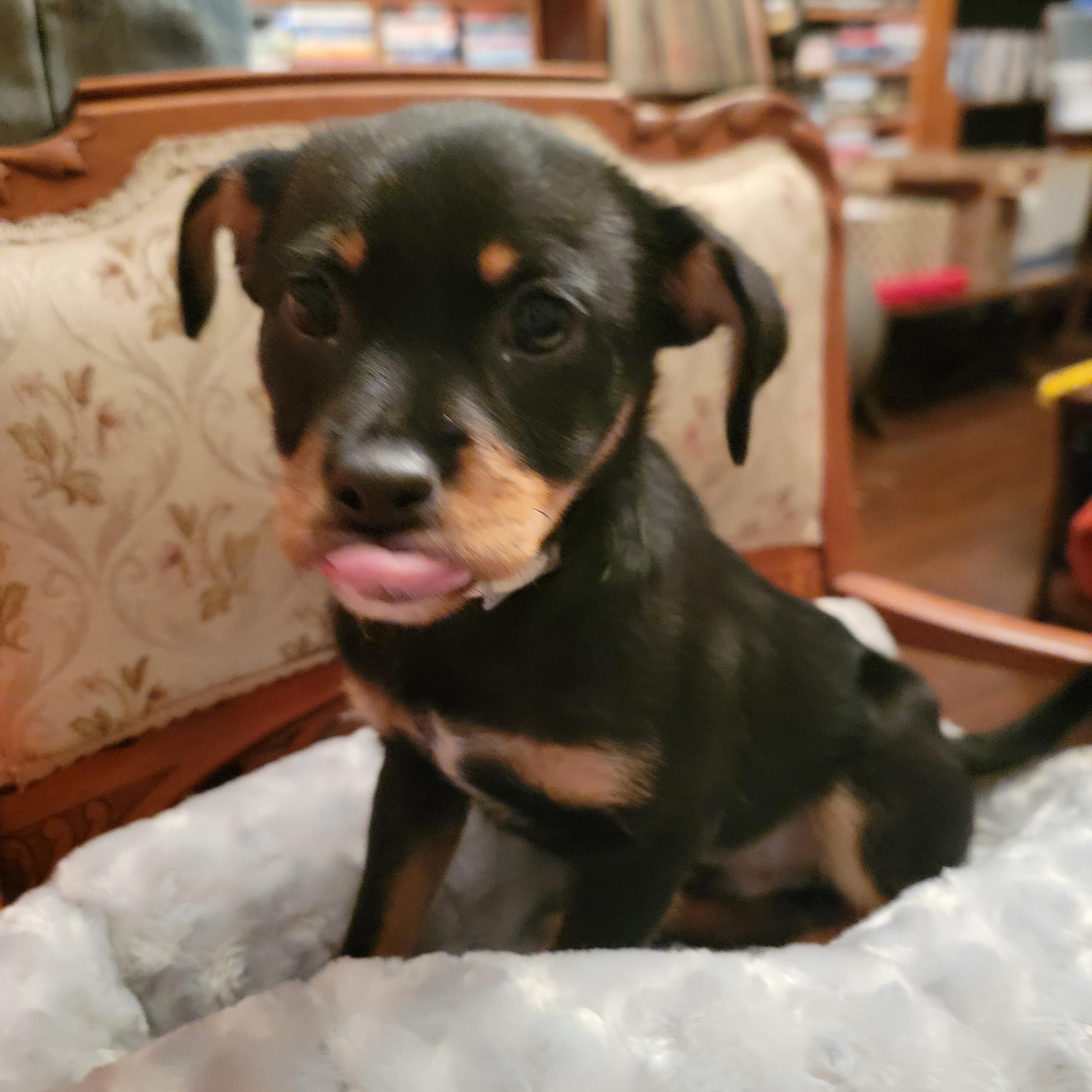 Enlarge Burrito, a ADOPTABLE mixed breed in Arcadia, CA image 1/6