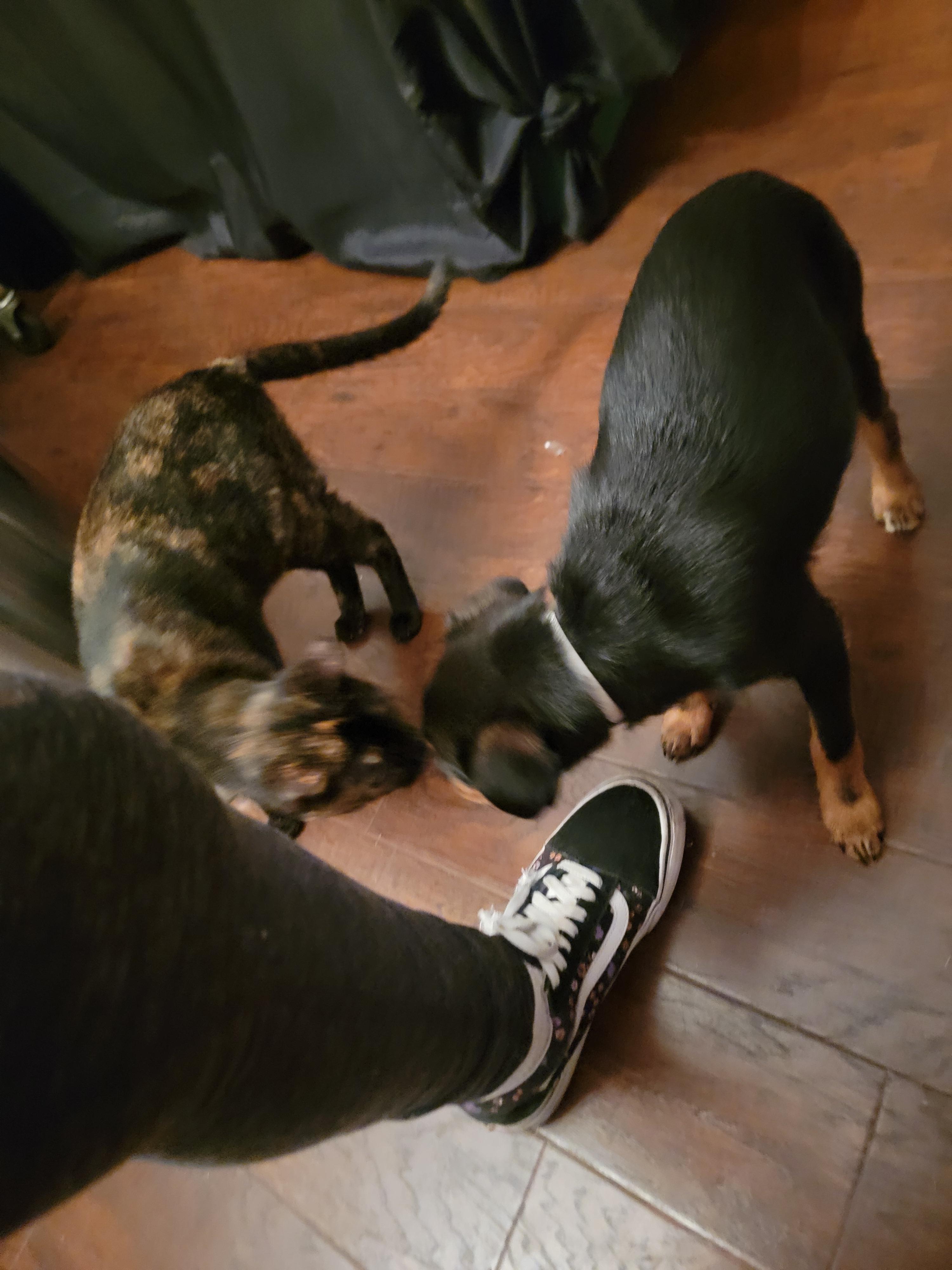 Enlarge Burrito, a ADOPTABLE mixed breed in Arcadia, CA image 2/6