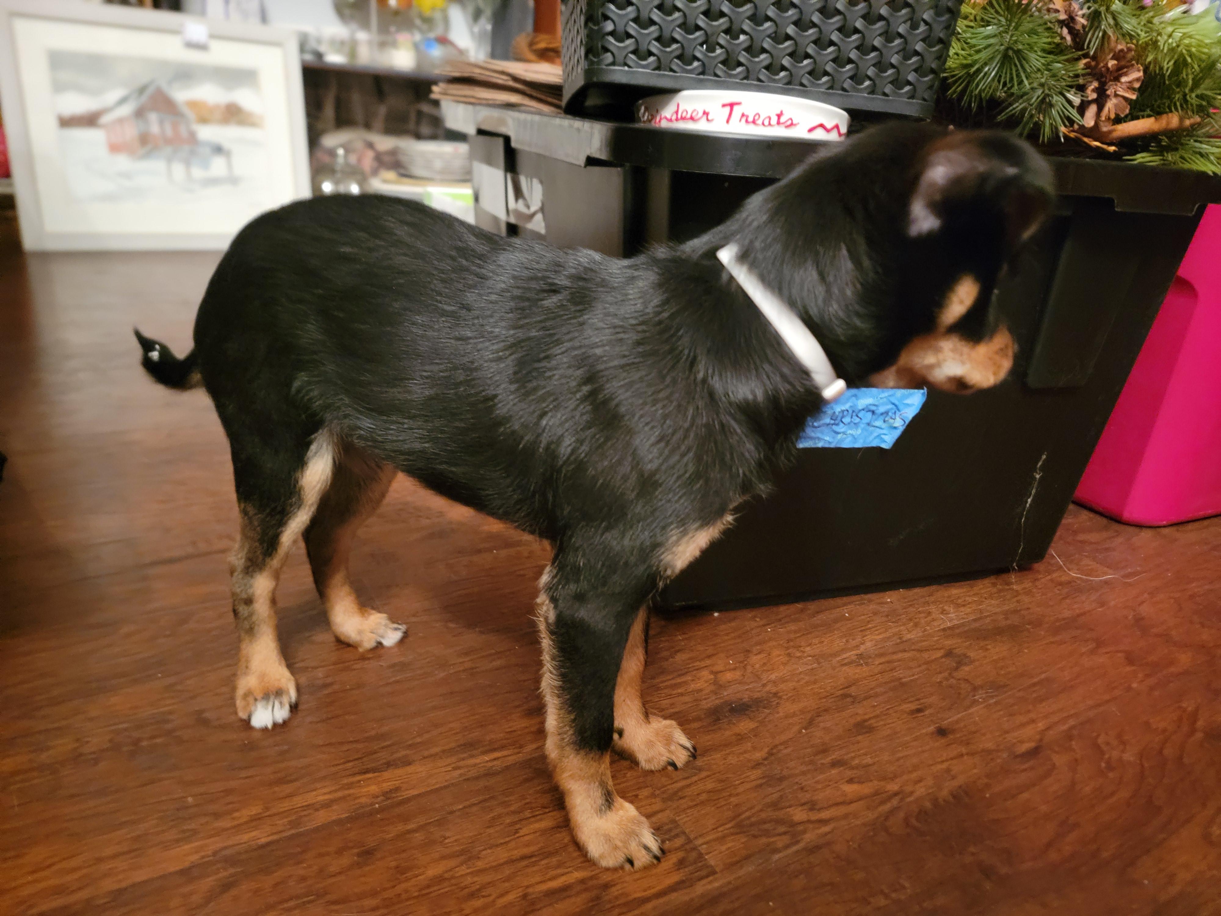 Enlarge Burrito, a ADOPTABLE mixed breed in Arcadia, CA image 3/6