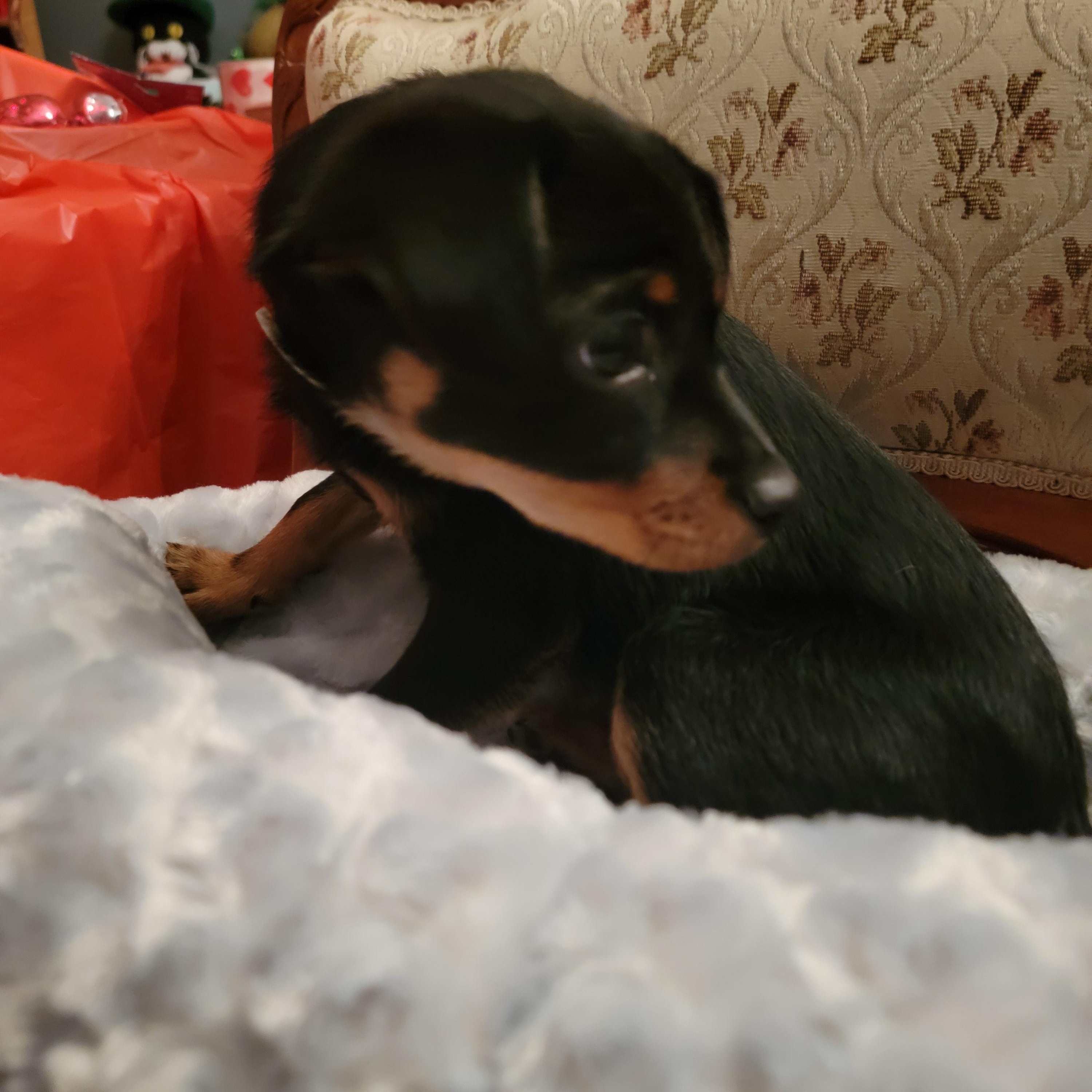 Enlarge Burrito, a ADOPTABLE mixed breed in Arcadia, CA image 6/6