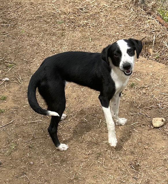Shae, Adoptable, Young Female Border Collie.