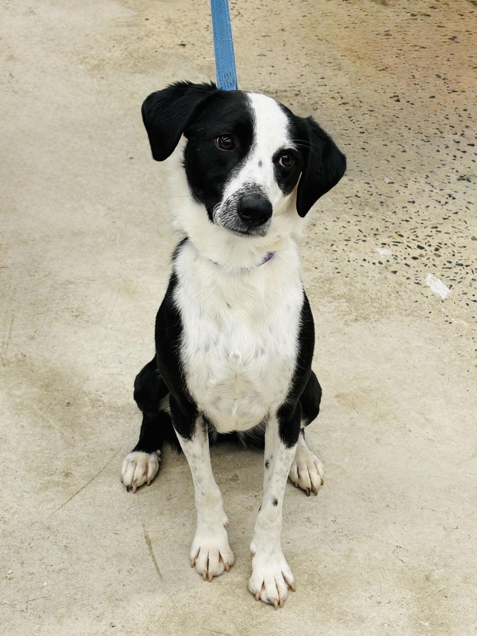 Enlarge Shae, a Adoptable Border Collie in Arlington, VA image 2/3