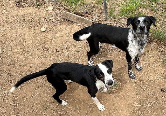 Shae, a Adoptable Border Collie in Arlington, VA image 3/3