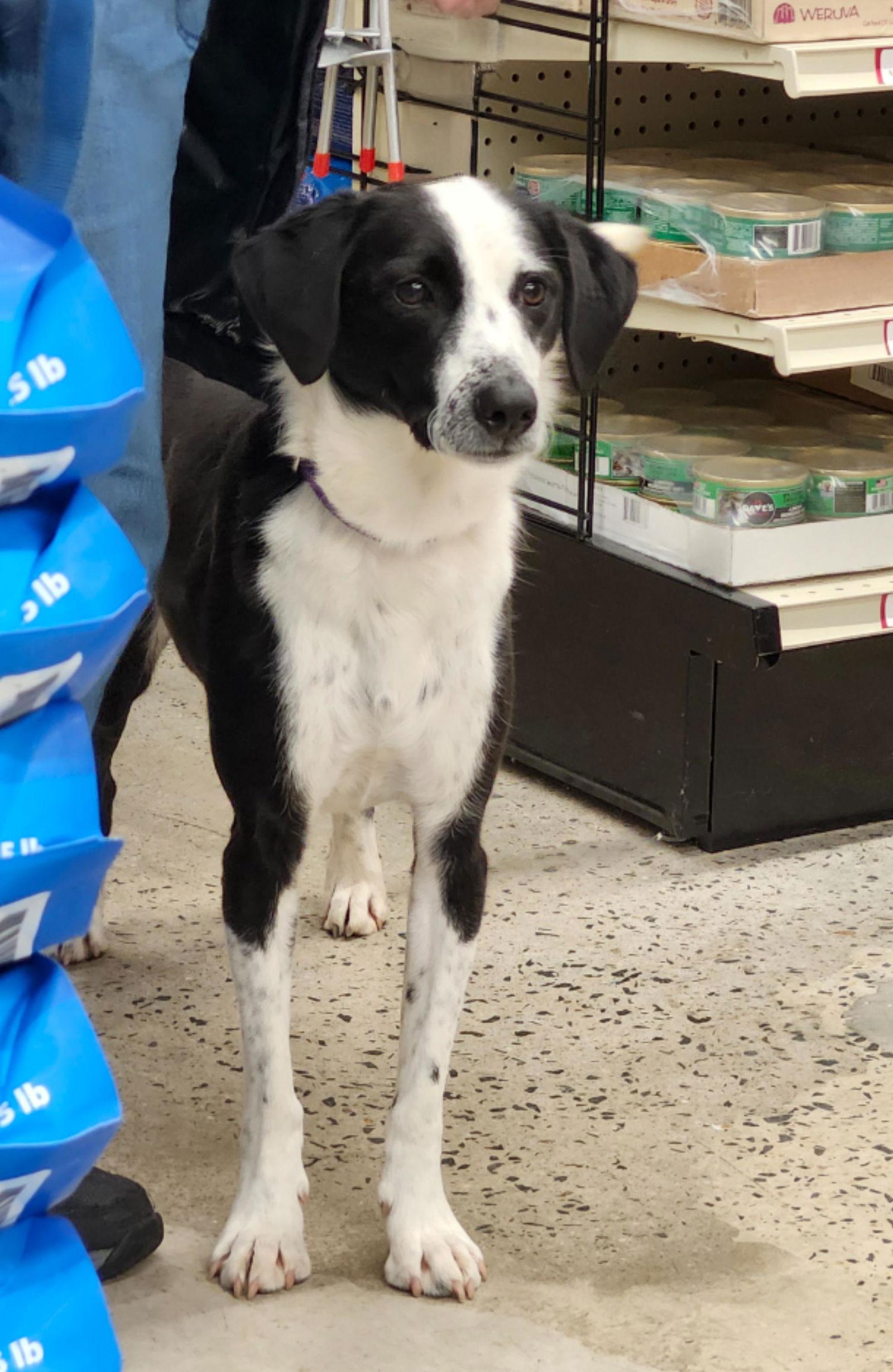 Enlarge Shae, a Adoptable Border Collie in Arlington, VA image 3/3