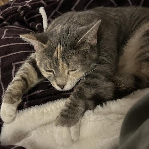 Enlarge Kevin, a Adoptable Domestic Short Hair in Charlottesville, VA image 1/6