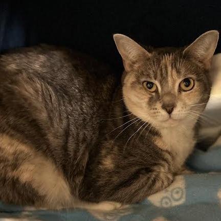 Enlarge Kevin, a Adoptable Domestic Short Hair in Charlottesville, VA image 2/6