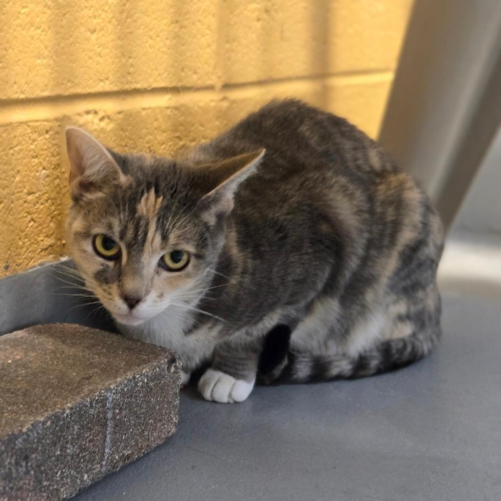 Enlarge Kevin, a Adoptable Domestic Short Hair in Charlottesville, VA image 3/6