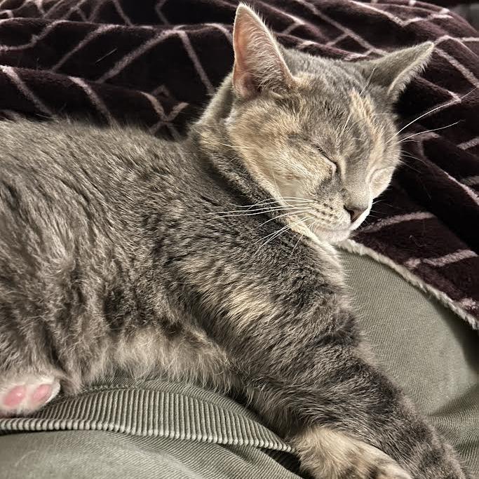 Enlarge Kevin, a Adoptable Domestic Short Hair in Charlottesville, VA image 4/6