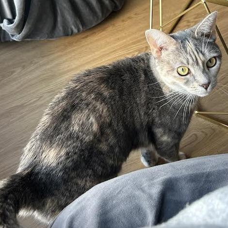 Enlarge Kevin, a Adoptable Domestic Short Hair in Charlottesville, VA image 5/6