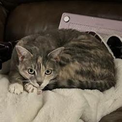 Enlarge Kevin, a Adoptable Domestic Short Hair in Charlottesville, VA image 6/6