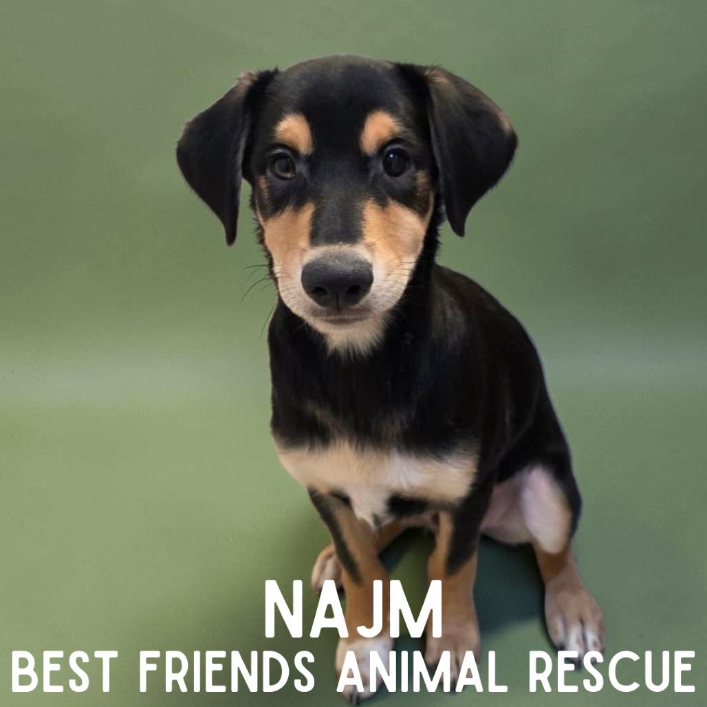 Najm, Adoptable, Puppy Male Husky.