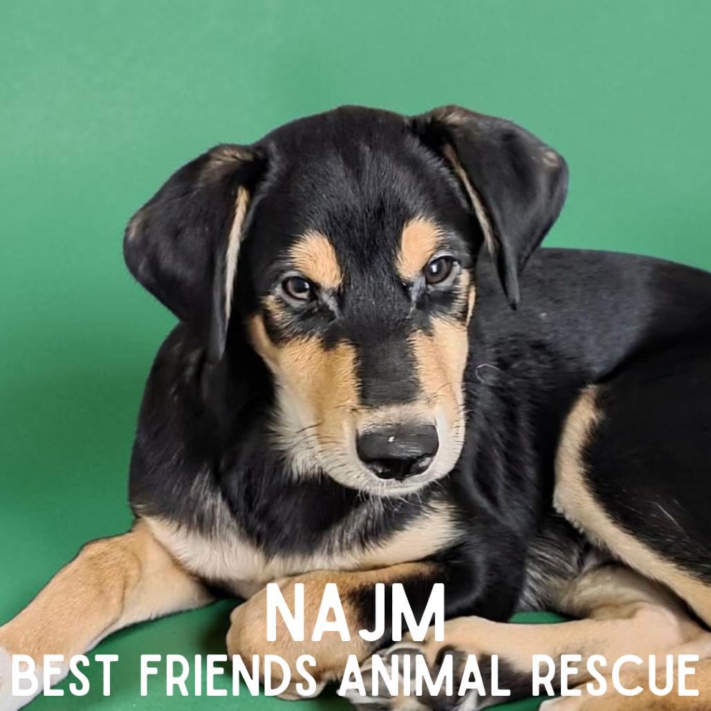 Enlarge Najm, a Adoptable Husky in Wasilla, AK image 2/6