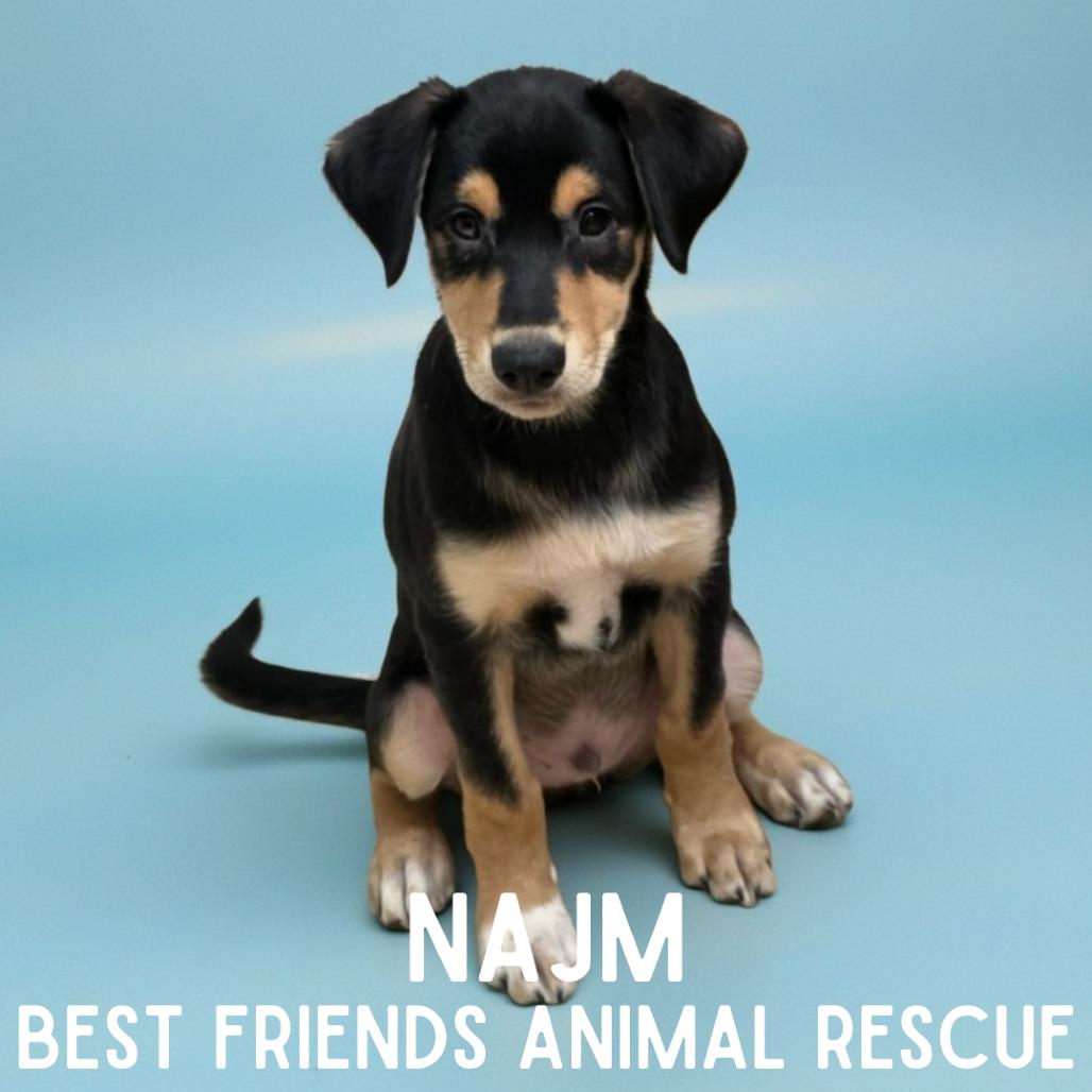 Najm, Adoptable, Puppy Male Husky.