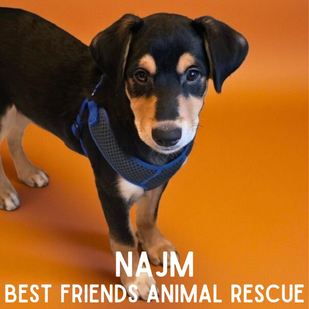 Enlarge Najm, a Adoptable Husky in Wasilla, AK image 4/6