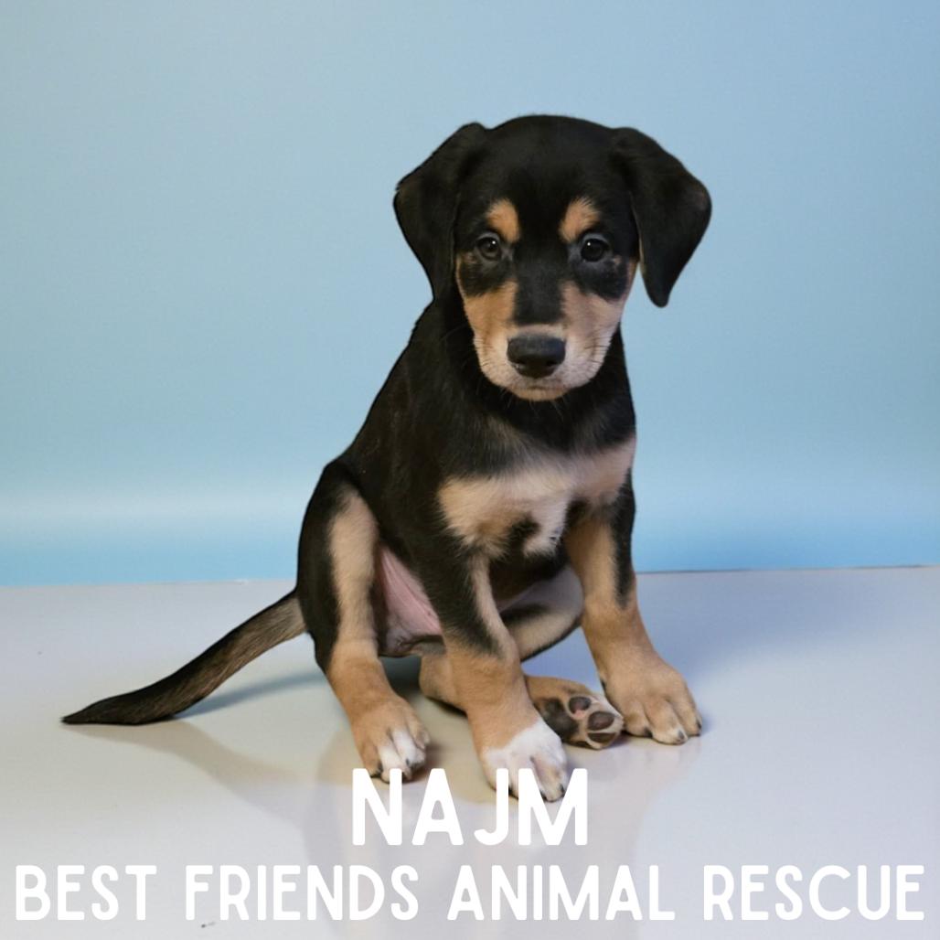 Enlarge Najm, a Adoptable Husky in Wasilla, AK image 1/2