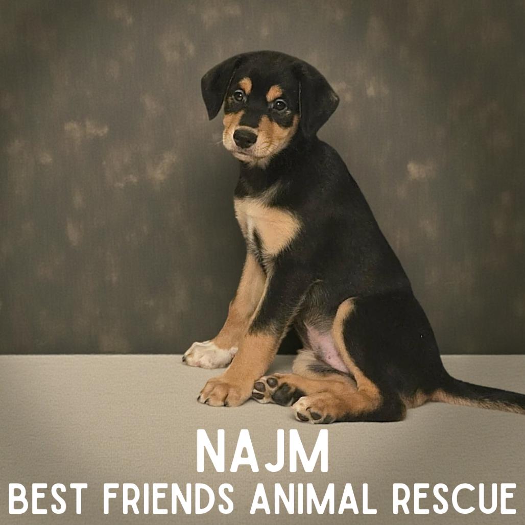 Enlarge Najm, a Adoptable Husky in Wasilla, AK image 2/2