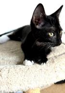 Enlarge Cosmo, a Adoptable Domestic Short Hair in Honolulu, HI image 1/1